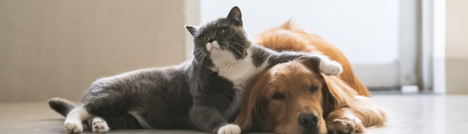 Golden Retriever and British Shorthair are friendly